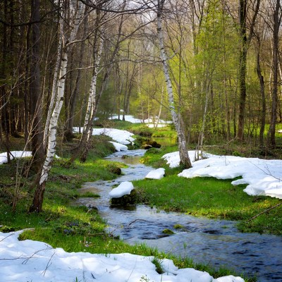 Snow and water in forest stream