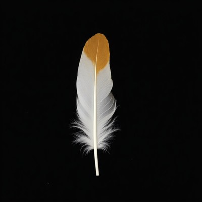 Feather with white and brown color