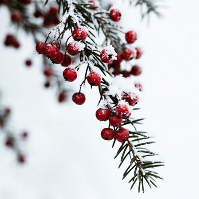 Snowy branches with bright red berries