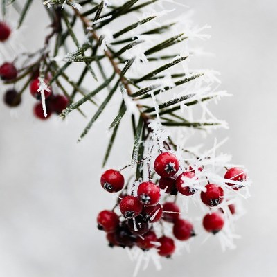 Winter berries on frosted branch
