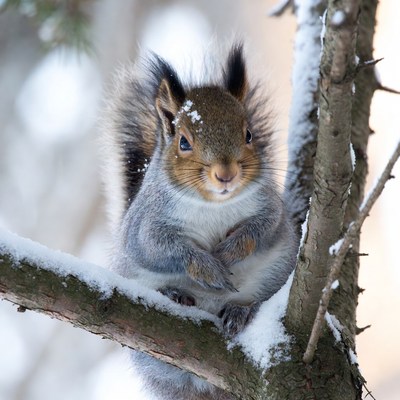 Squirrel on snowy tree branch