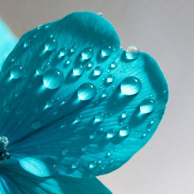 Water droplets on blue flower petal