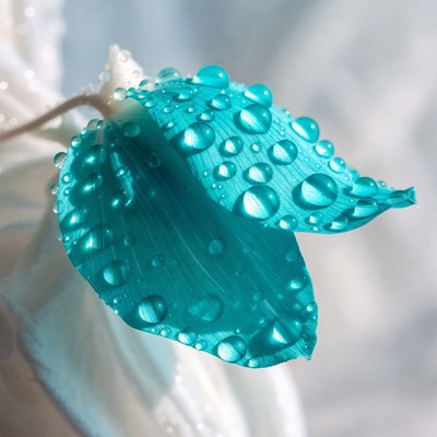 Water droplets on blue leaves