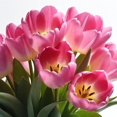 Pink tulips in a bouquet arrangement