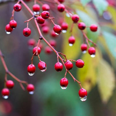 Red berries with water droplets