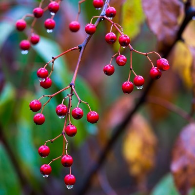Red berries on branch after rain