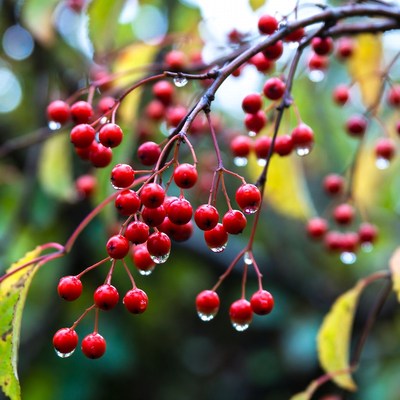 Bright red berries after rain