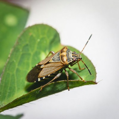 Insect on green leaf in nature