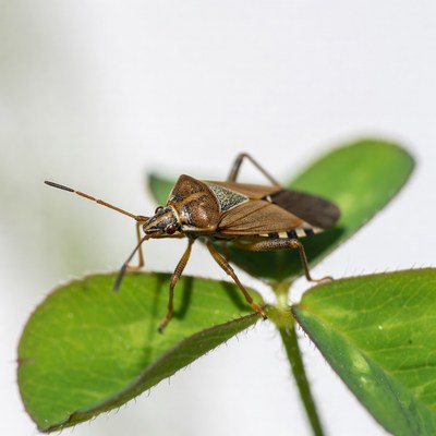 Brown bug on green leaf