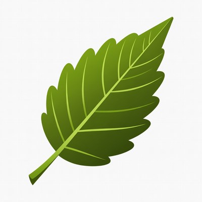 Green leaf close-up in natural settings