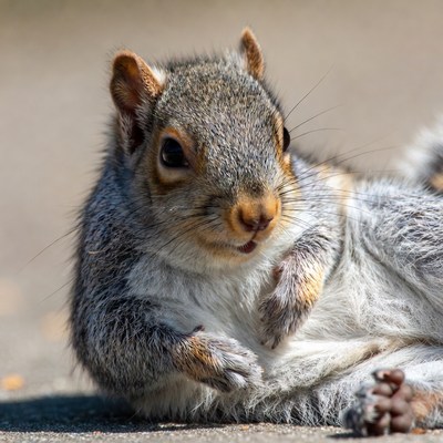 Squirrel resting on the ground