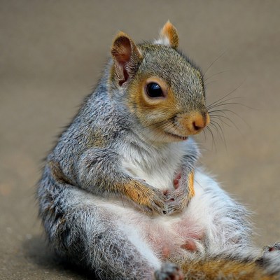 Squirrel sitting on a surface
