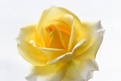 Yellow rose on a white background