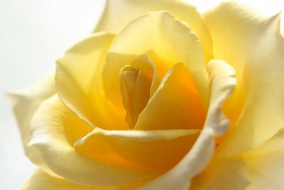Yellow rose close up in sunlight