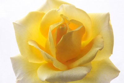 Yellow rose close up in natural light