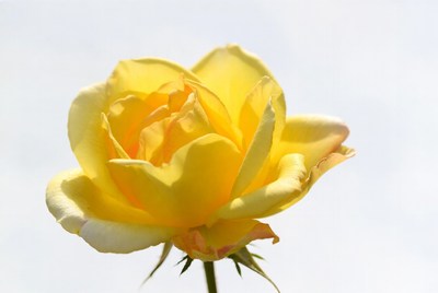 Yellow rose blooming in sunlight