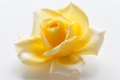 Yellow rose in bloom