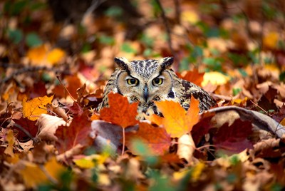 Owl hiding in autumn leaves