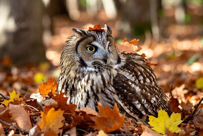 Owl resting among autumn leaves