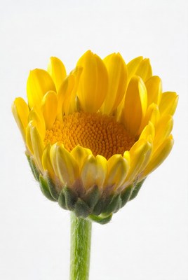 Yellow flower bud on a stem