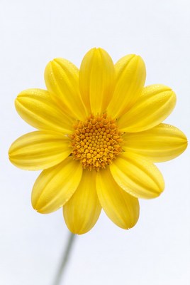 Yellow flower close-up in natural light
