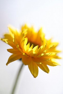 Bright yellow flower in sunlight