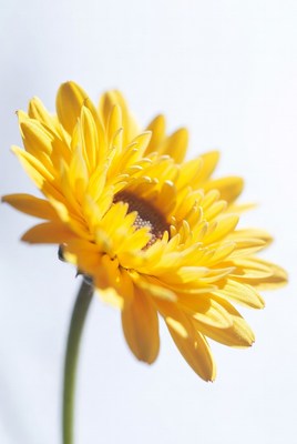 Bright yellow flower in close view