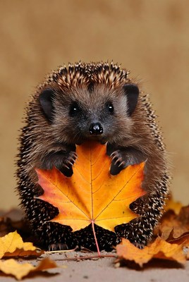 Hedgehog holding a leaf in autumn