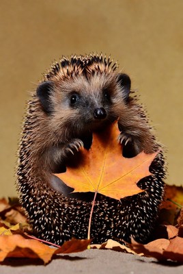 Hedgehog holding a leaf in autumn