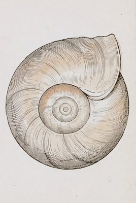 Shell with spiral pattern and curves