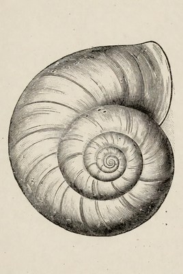 Detailed drawing of a shell