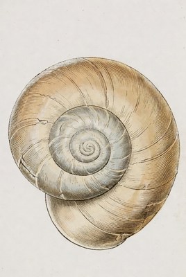 Spiral shell on white background