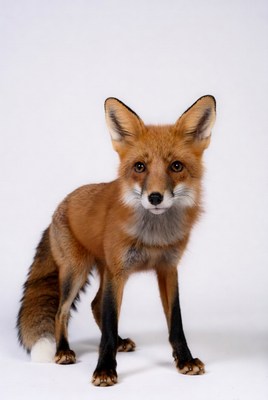 Fox stands on white backdrop
