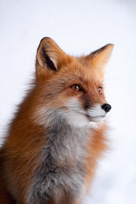 Fox gazes in snowy landscape