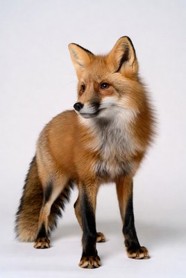 Red fox stands on a light background