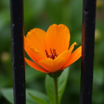 Orange flower between iron bars
