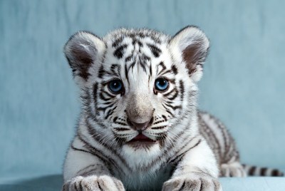 White tiger cub resting on blue background