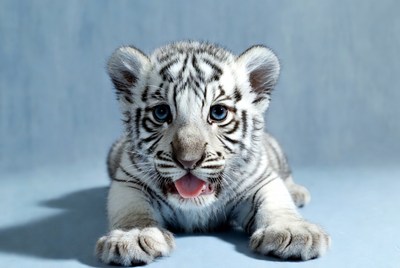 White tiger cub resting quietly indoors