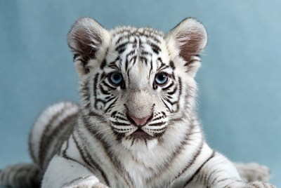 White tiger cub with blue eyes