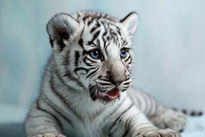White tiger cub resting quietly indoors