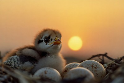 Chick hatching at sunset near eggs