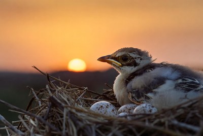 Bird in nest at sunset