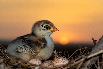 Chick hatching at sunset