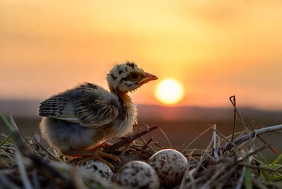 Baby bird hatching with sunset view