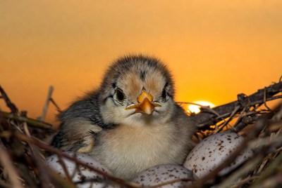 New chick in nest at sunset