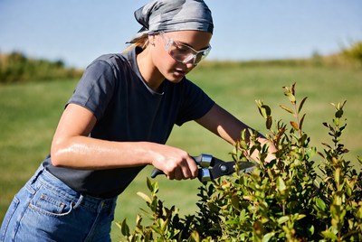 Pruning bushes in the garden