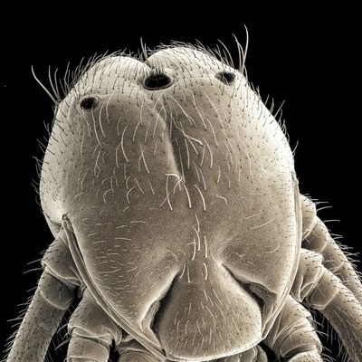 Close up of an insect head