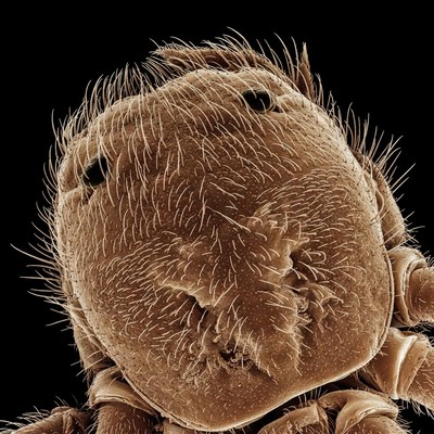 Close-up view of a tiny insect's face