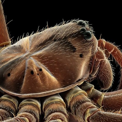 Close-up of crab showing details