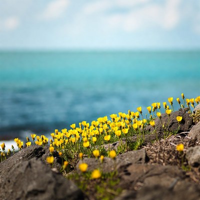 Yellow flowers near blue water